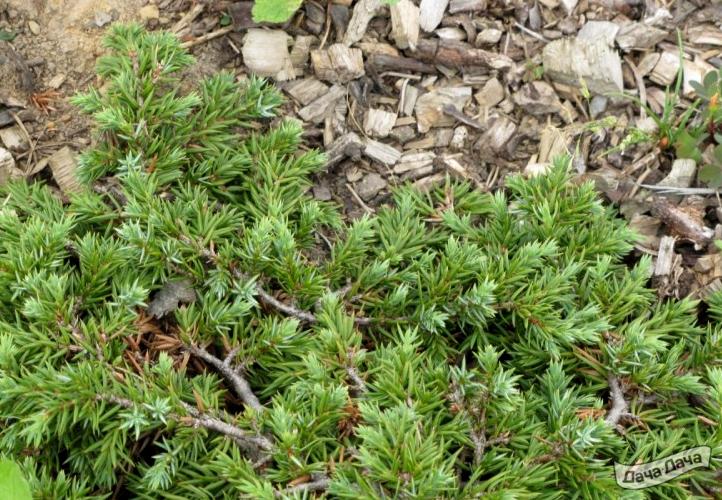 Можжевельник обыкновенный  Кориелаган (Корилеган)