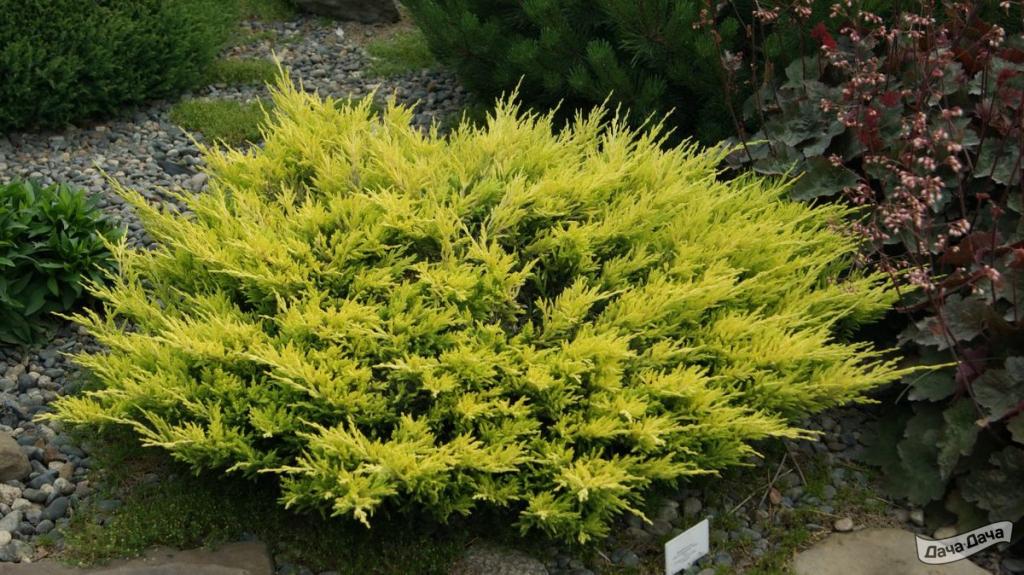 Можжевельник горизонтальный Лаймглоу