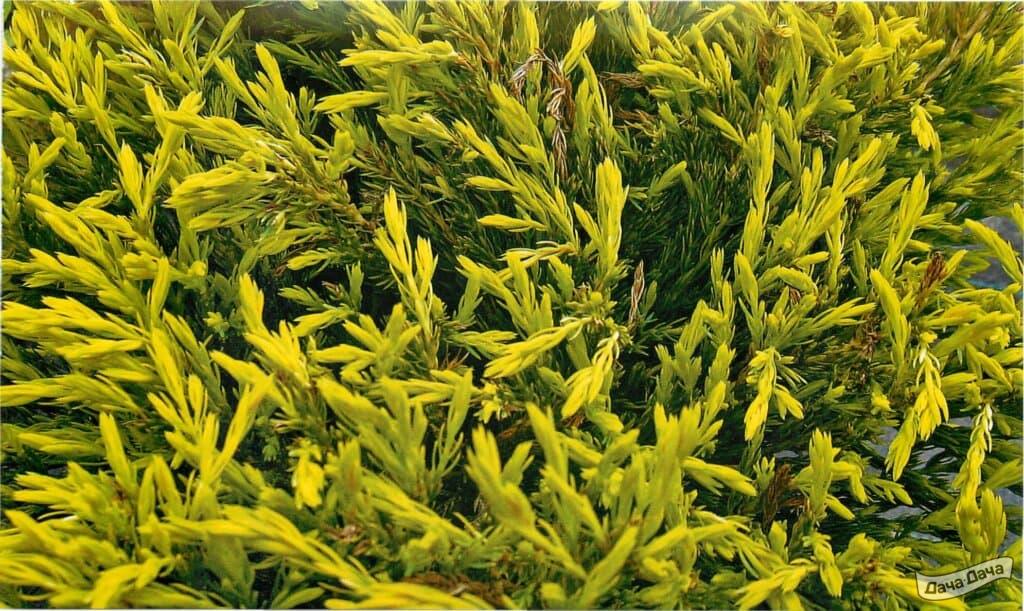 Можжевельник горизонтальный Лаймглоу