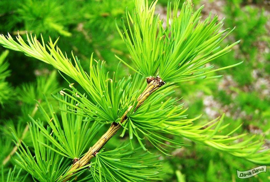 Лиственница европейская
