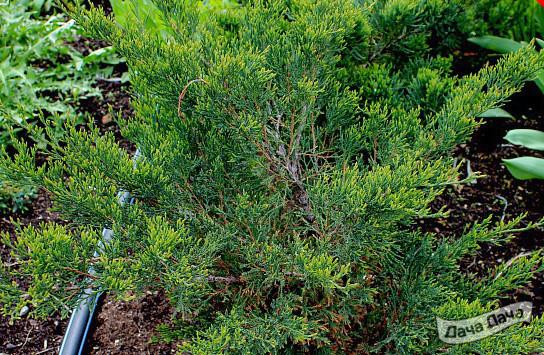 Можжевельник казацкий