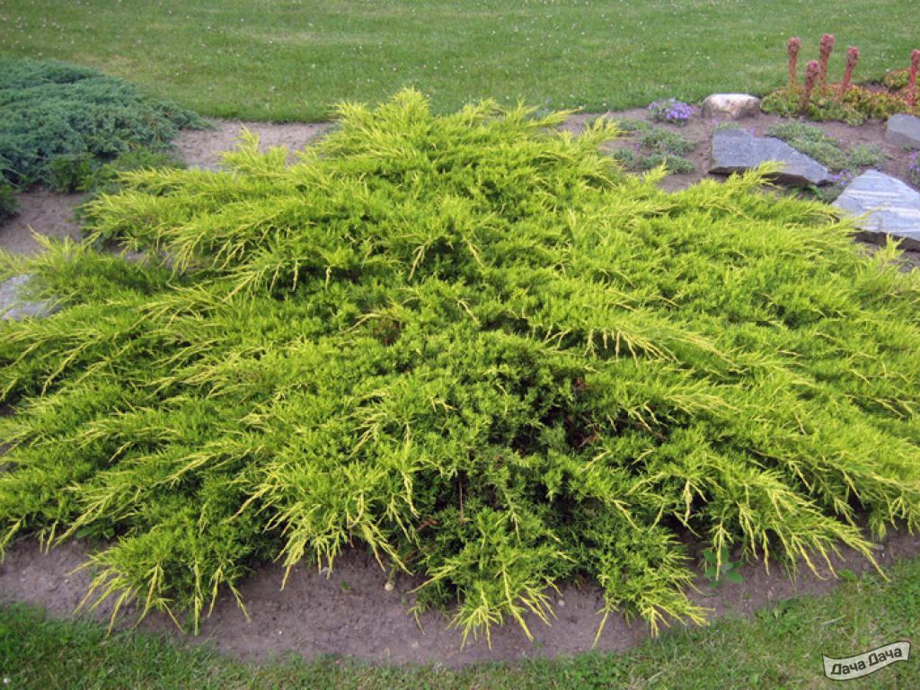 Можжевельник Пфицериана