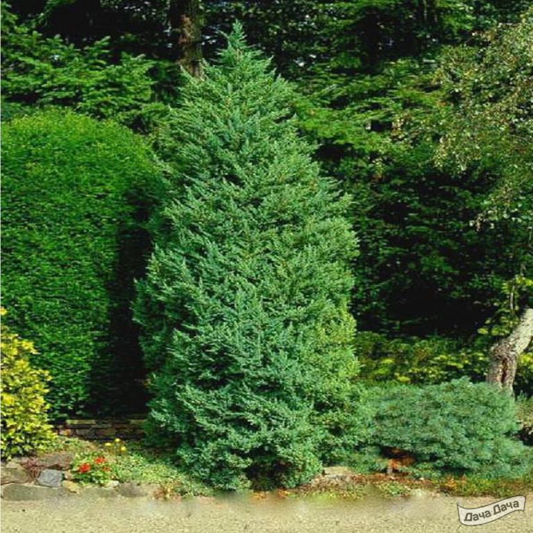 Можжевельник китайский Монарх