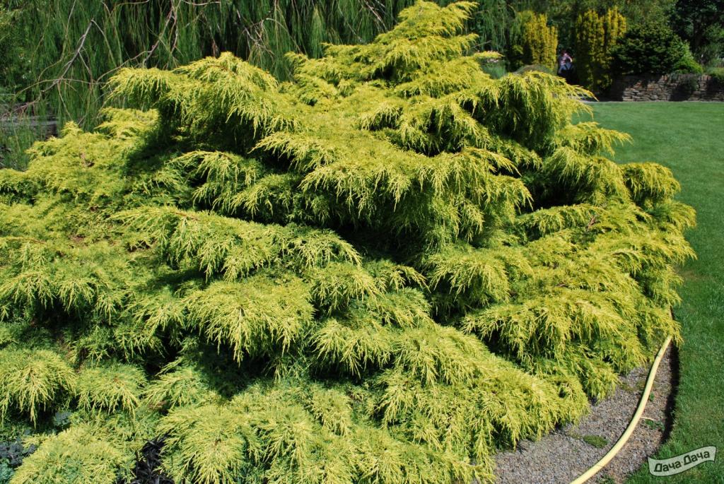 Можжевельник пфицериана Олд Голд