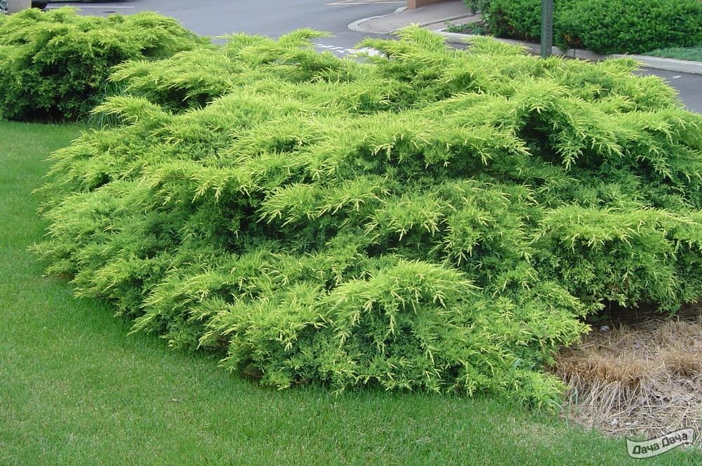 Можжевельник пфицериана Олд Голд