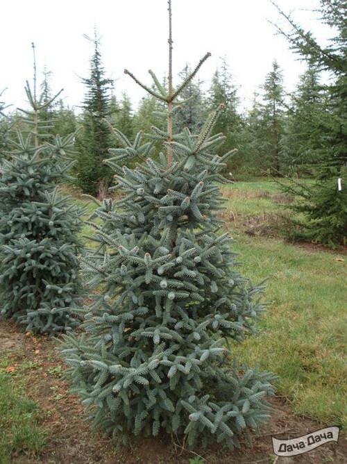 Пихта испанская Глаука
