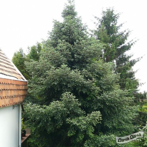 Пихта испанская Глаука