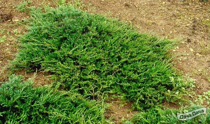 Можжевельник горизонтальный Прострата