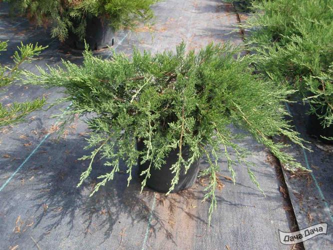 Можжевельник казацкий Рокери Джем