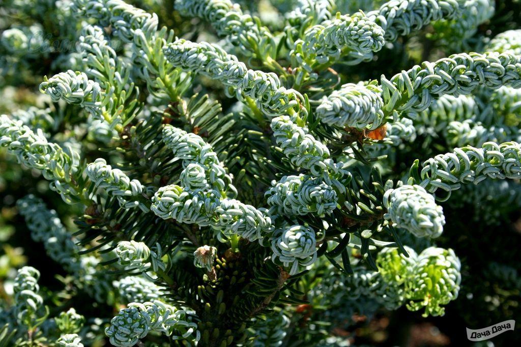 Пихта корейская Силберлок Экстра