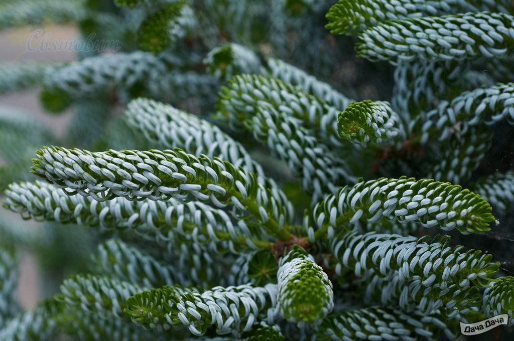 Пихта корейская Силберлок Экстра