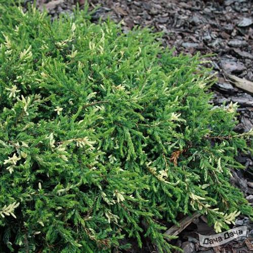 Можжевельник обыкновенный Спотти Спридер