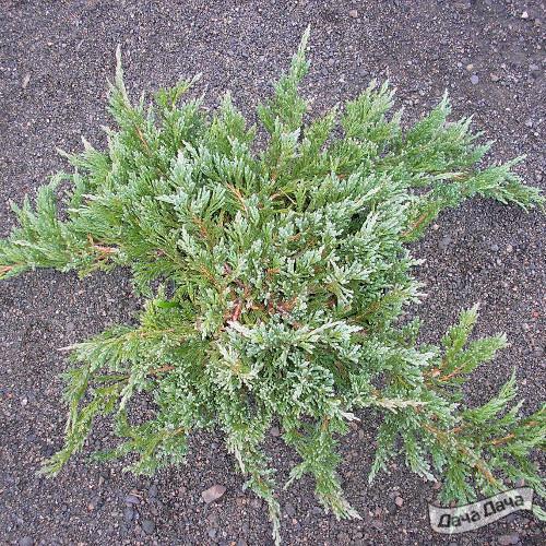 Можжевельник горизонтальный Туркуоза Спредер