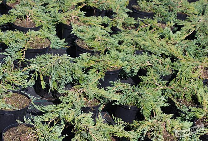 Можжевельник горизонтальный Туркуоза Спредер