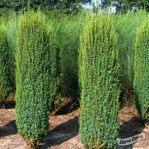 Можжевельник обыкновенный Хиберника