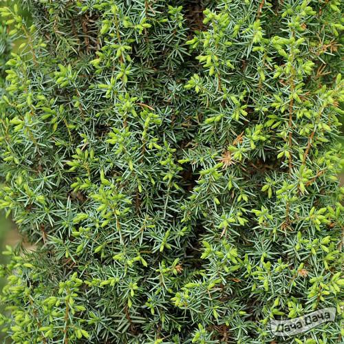 Можжевельник обыкновенный Хиберника