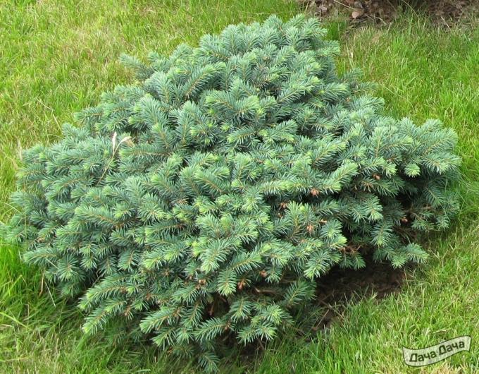 Ель обыкновенная Эхиноформис