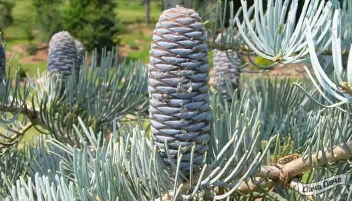 Пихта одноцветная