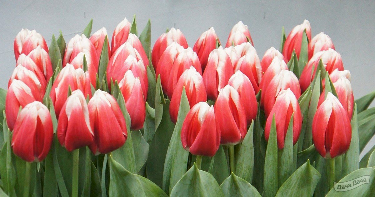 Тюльпаны Лех Валенса: особенности, характеристики, посадка и выращивание, отзывы