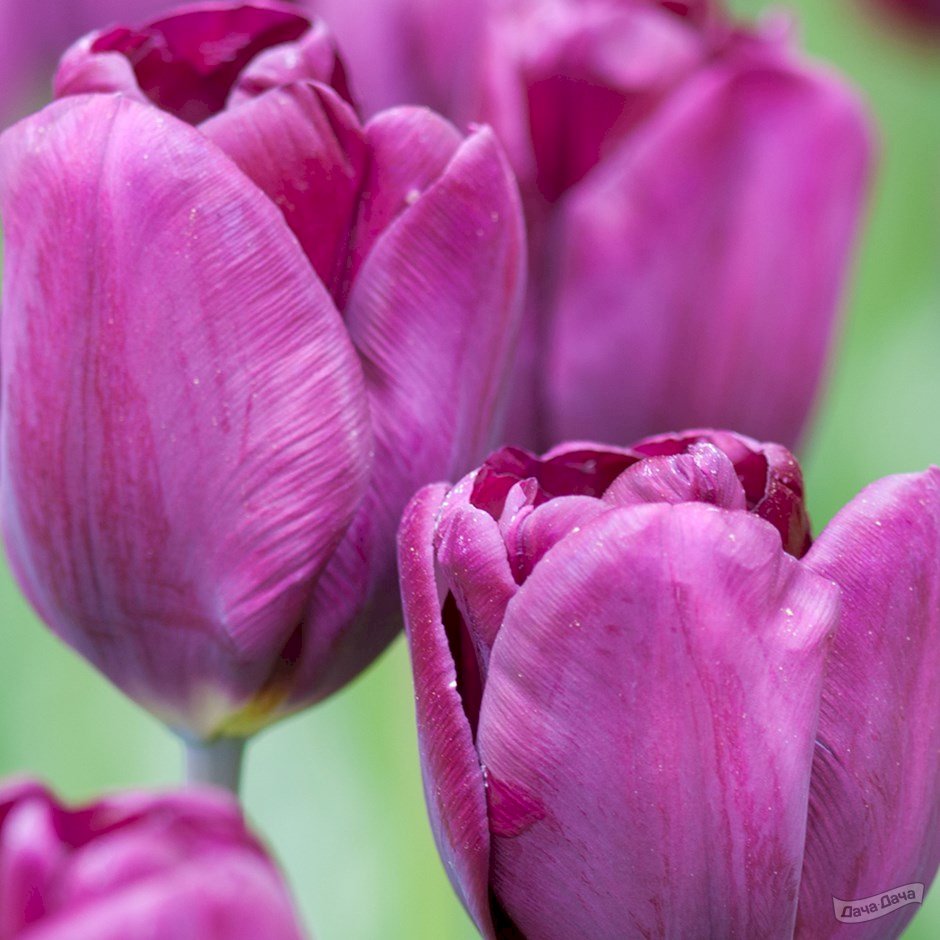 Тюльпаны Пурпл Принц: особенности и характеристики сорта, посадка и выращивание, отзывы