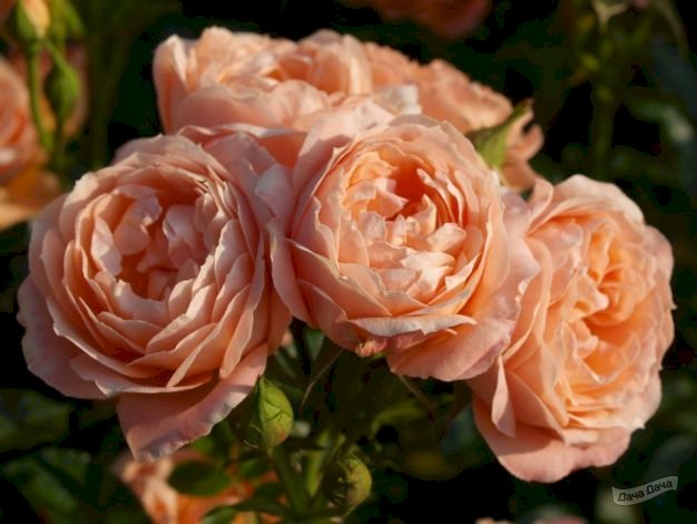 Роза Свит Дрим: особенности и характеристика сорта