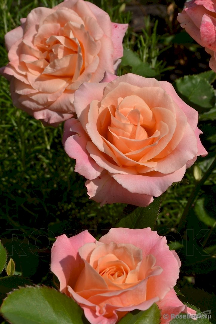 Розы мисс пигги фото и описание
