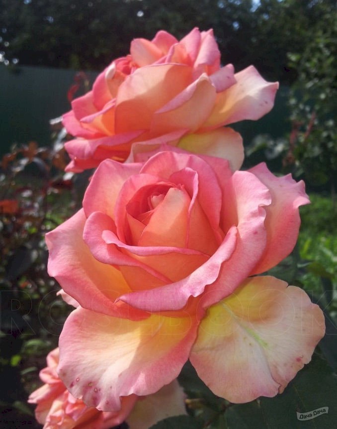 Роза чайно гибридная мондиаль фото и описание