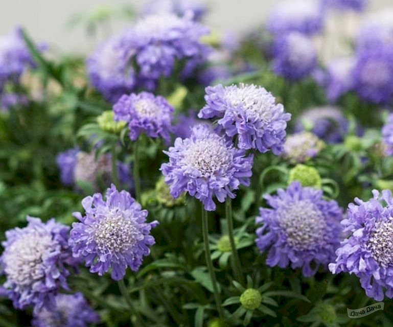 Купить Скабиоза японская Ритц Блю (Ritz Blue) (Scabiosa ...