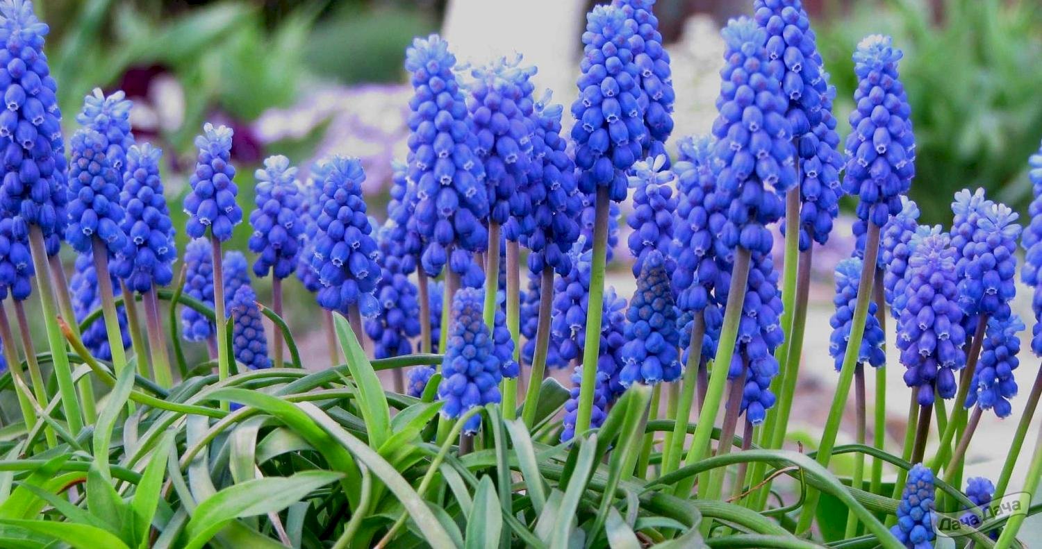 Мускари Дак Айз (Muscari Dark Eyes) - описание сорта, фото, саженцы,  посадка, особенности ухода. Дачная энциклопедия.