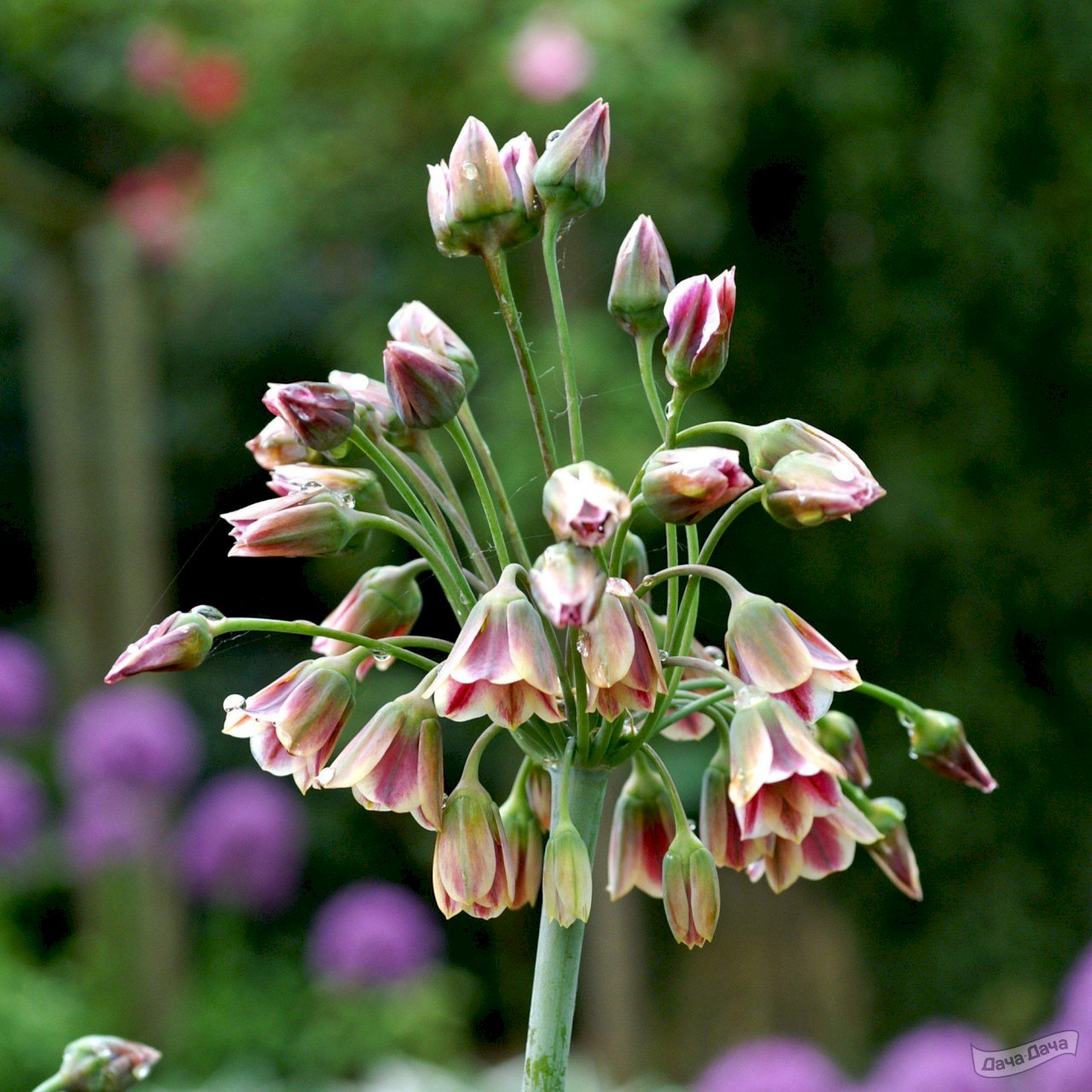 Лук декоративный Сикулум (Allium Siculum) - описание сорта, фото, саженцы,  посадка, особенности ухода. Дачная энциклопедия.