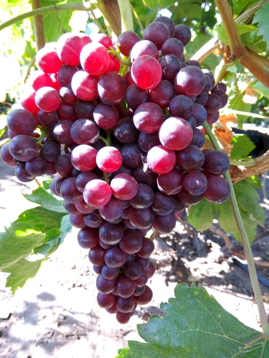 виноград виктор описание сорта фото отзывы