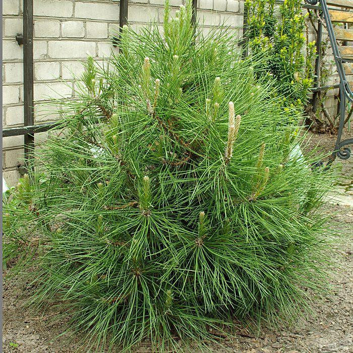 Сосна черная Глобоза