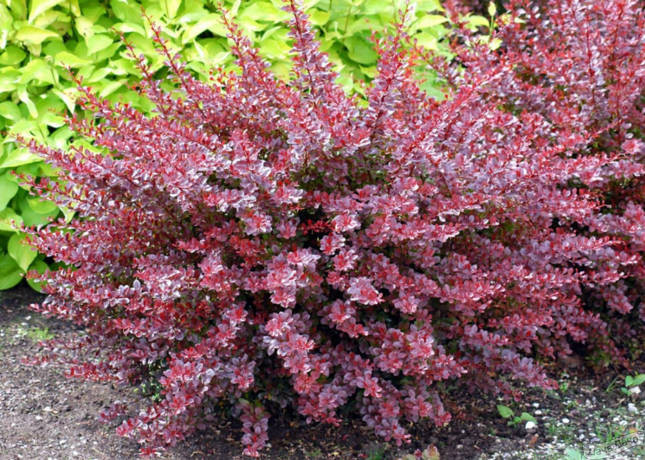 Барбарис тунберга Арлекин