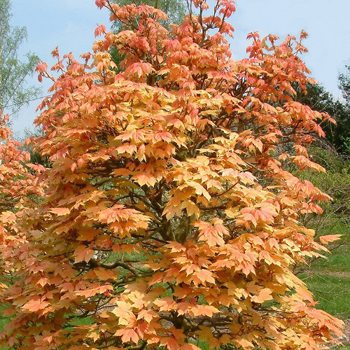 Клен белый (ложноплантановый) Бриллиантиссиум