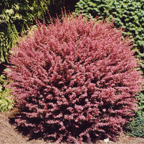 Барбарис тунберга Пинк Куин