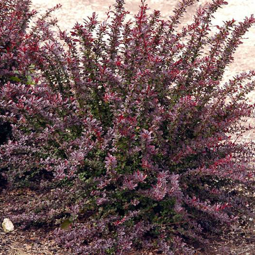 Барбарис тунберга Ред Чиф