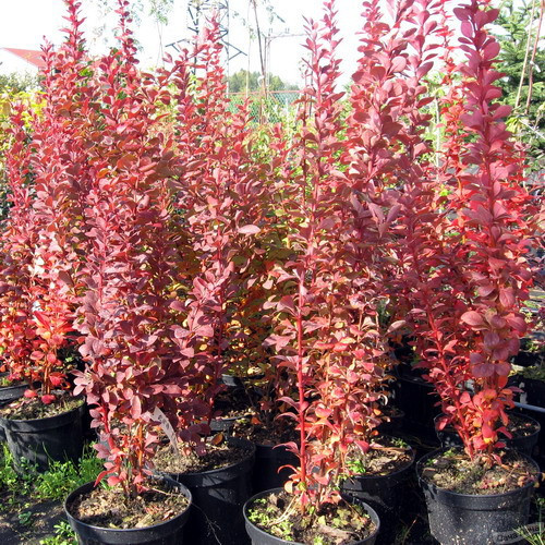 Барбарис тунберга Ред Пиллар