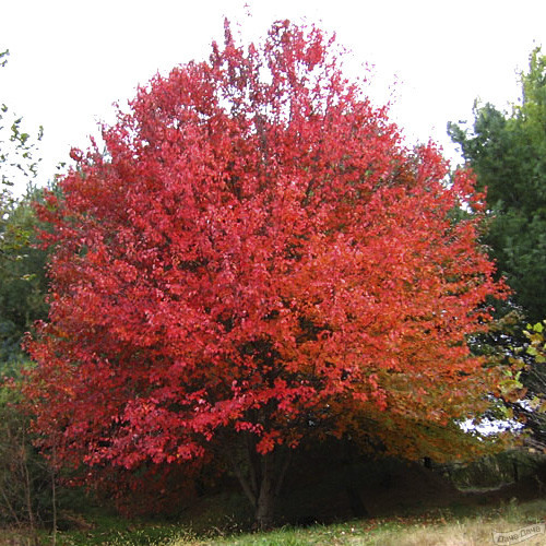  Клен красный Сан Воллей