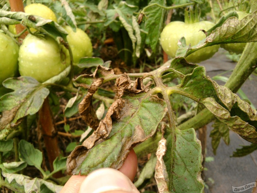 Болезни листьев томатов в теплице описание с фотографиями