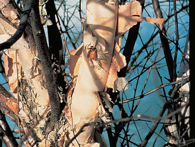 Береза черная Фокс Валлей