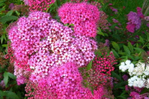 Спирея японская macrophylla фото