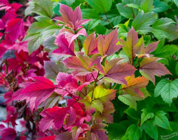 Пузыреплодник калинолистный Рэд Бэрон