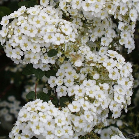 Спирея острозазубренная