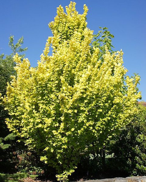 Вяз голландский Вредей (Вредеи, Золотой вяз)