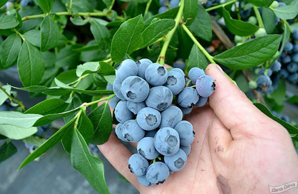 Голубика высокорослая Патриот