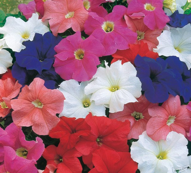 Петуния крупноцветная