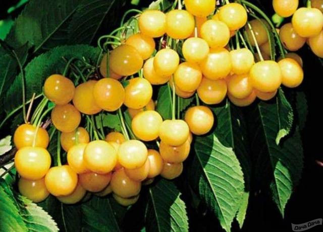 Черешня желтая Янтарная