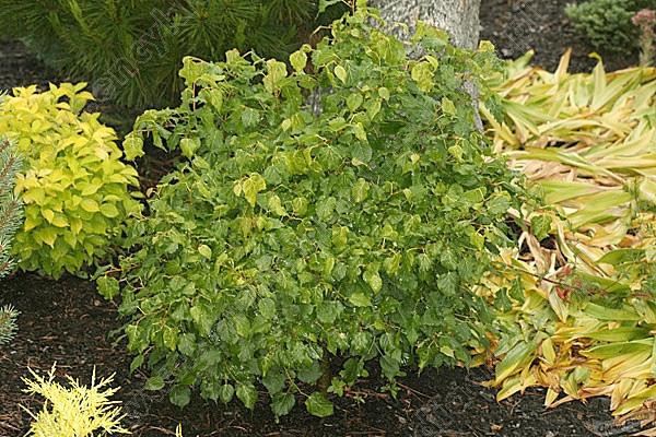 Липа мелколистная Грюн Кугель