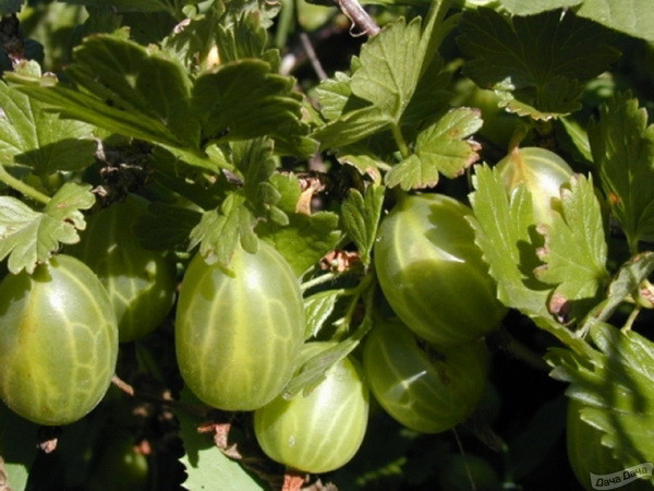 Крыжовник Уральский