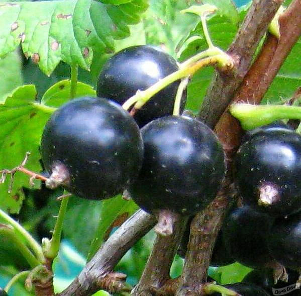 Смородина черная Сеянец Голубки